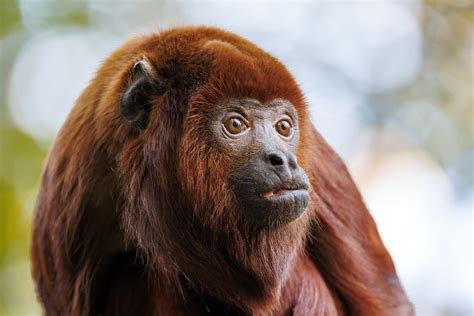 “The Howler Monkeys” Reveal Deep Colombian Folklore Traditions and Animal Connections!